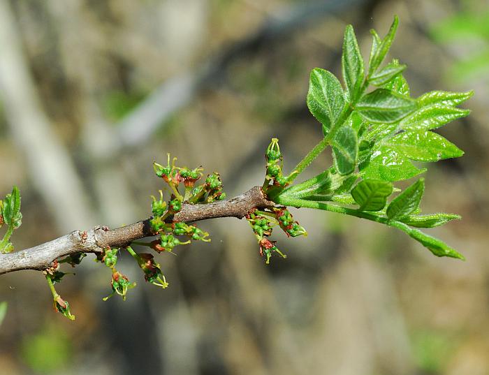 Zanthoxylum_americanum_plant.jpg