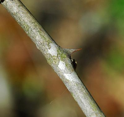 Zanthoxylum_americanum_stem.jpg