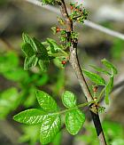 Zanthoxylum americanum thumbnail