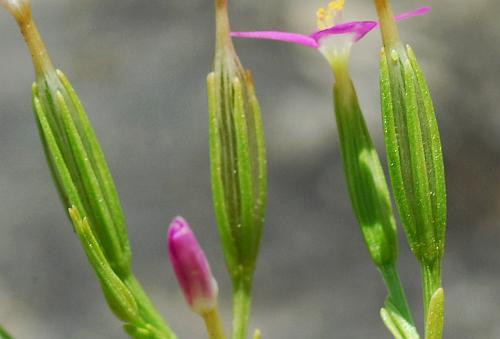 Zeltnera_texensis_calyces.jpg