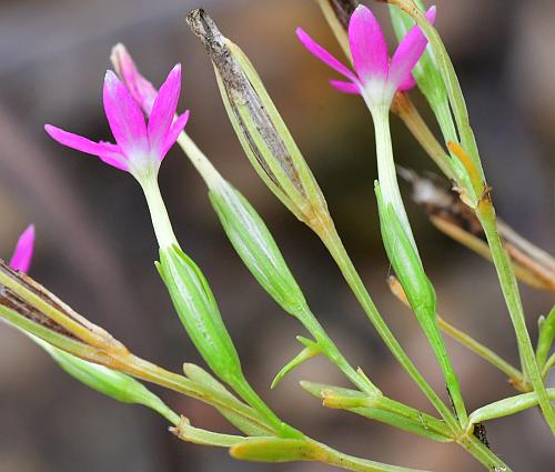 Zeltnera_texensis_flowers.jpg