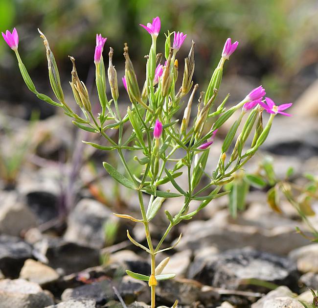 Zeltnera_texensis_habit.jpg