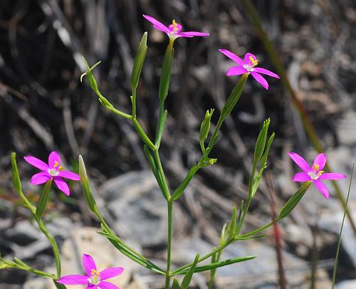 Zeltnera_texensis_inflorescence1.jpg