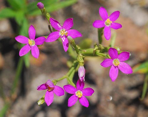 Zeltnera_texensis_inflorescence2.jpg