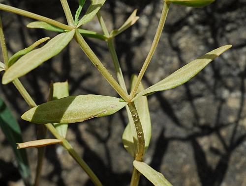 Zeltnera_texensis_leaves1.jpg