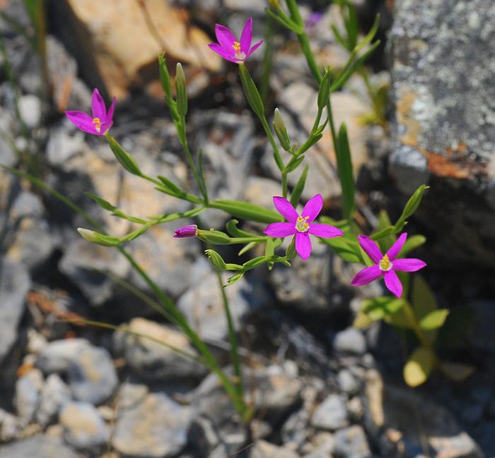 Zeltnera_texensis_plant.jpg