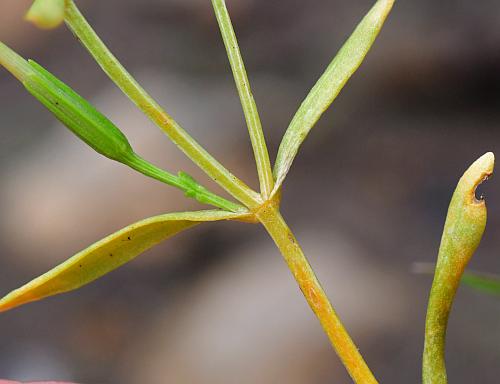 Zeltnera_texensis_stem.jpg