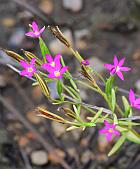 Zeltnera texensis thumbnail