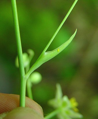 Zigadenus_elegans_bract.jpg