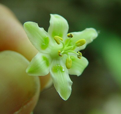 Zigadenus_elegans_flower_close.jpg