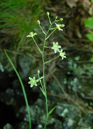 Zigadenus_elegans_inflorescence.jpg