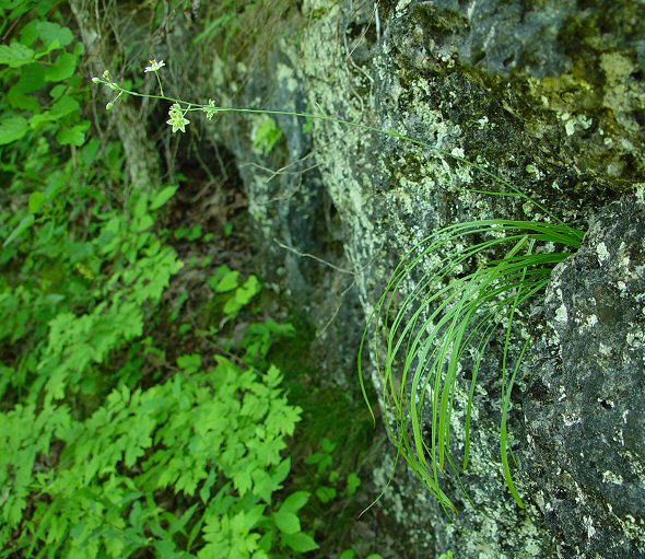 Zigadenus_elegans_plant1.jpg