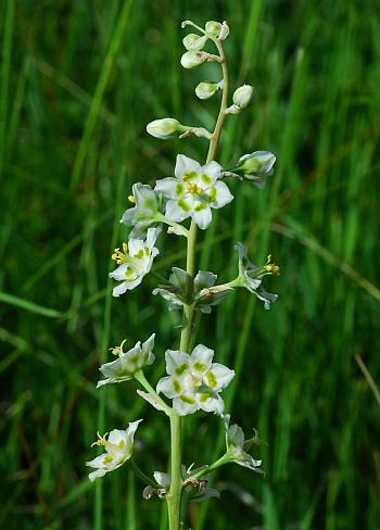 Zigadenus_elegans_ssp_elegans_inflorescence.jpg