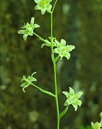 Zigadenus elegans thumbnail