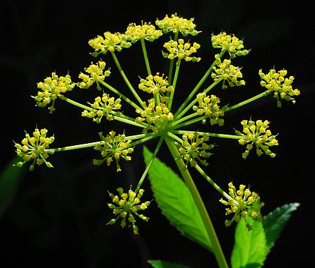 Zizia_aurea_inflorescence.jpg