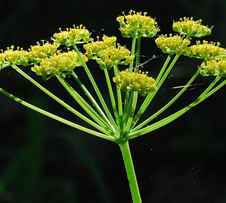 Zizia_aurea_inflorescence2.jpg