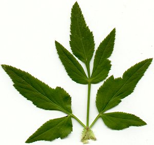 Zizia_aurea_leaf1.jpg