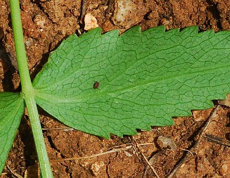 Zizia_aurea_leaf2a.jpg