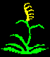 Grasses