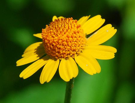 Acmella_repens_head.jpg