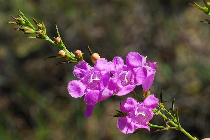 Agalinis_fasciculata_plant2.jpg