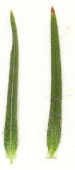 Agrostemma_githago_leaves.jpg
