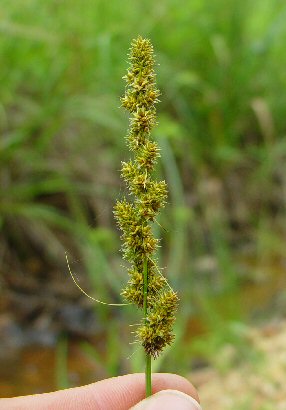Carex_annectens_inflorescence.jpg