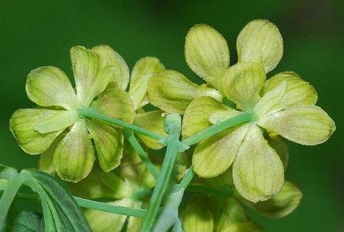 Caulophyllum_thalictroides_bracts.jpg
