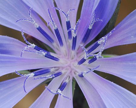 Cichorium_intybus_florets.jpg