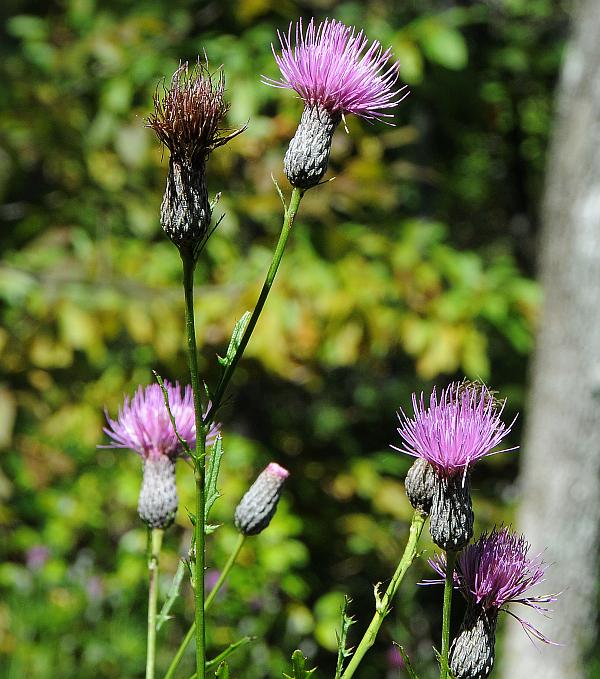 Cirsium_muticum_plant.jpg