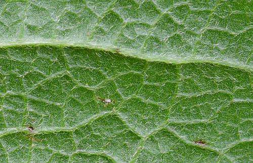 Clematis_pitcheri_leaf2a.jpg