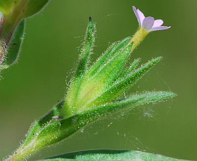 Collomia_linearis_bracts.jpg