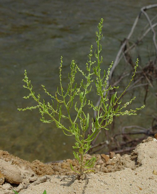 Cycloloma_atriplicifolium_plant.jpg