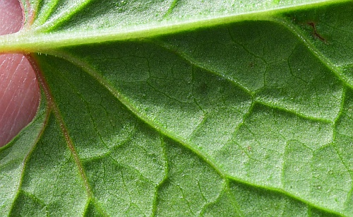 Fallopia_scandens_leaf2a.jpg