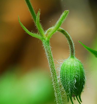 Geranium_maculatum_bracts.jpg