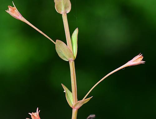 Lindernia_dubia_fruits.jpg