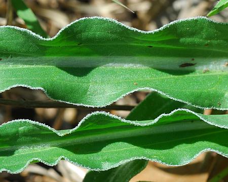 Nothocalais_cuspidata_leaves2.jpg
