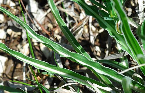 Nothocalais_cuspidata_leaves3.jpg
