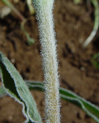 Nothocalais_cuspidata_stem.jpg