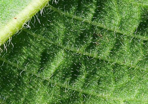 Parthenium_hispidum_leaf2a.jpg