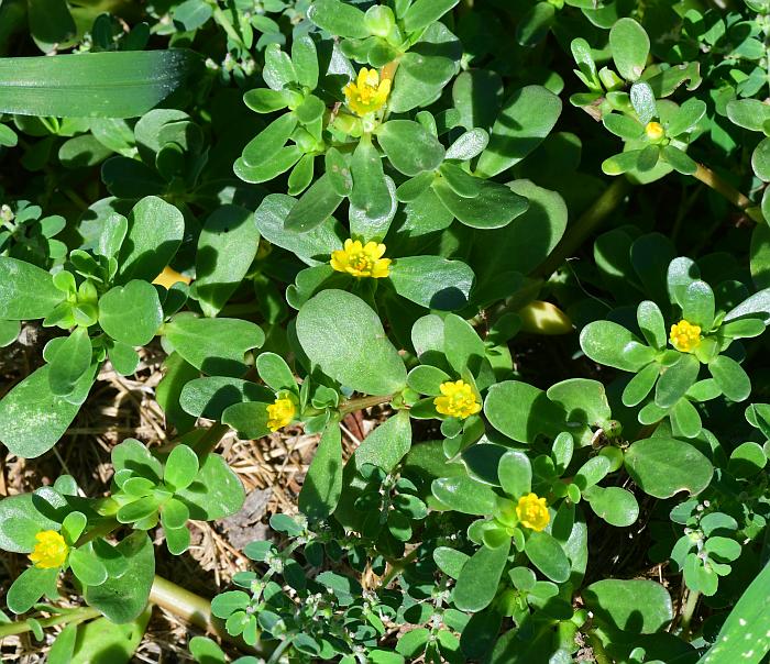 Portulaca_oleracea_plant.jpg