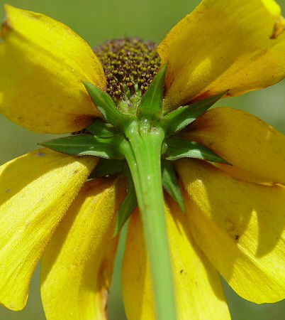 Rudbeckia_amplexicaulis_involucre.jpg