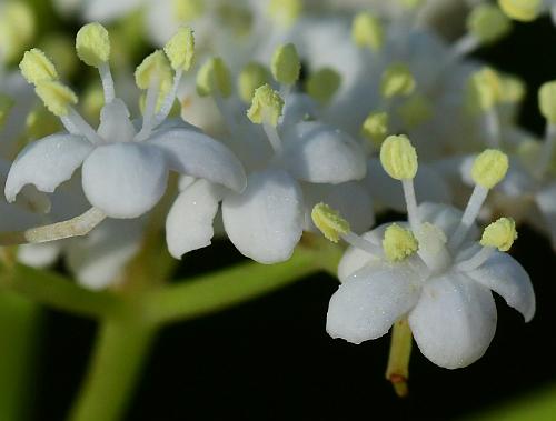 Sambucus_canadensis_flowers2.jpg