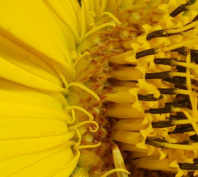 Silphium_laciniatum_florets.jpg