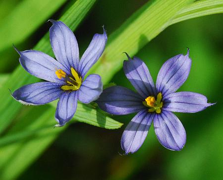 Sisyrinchium_angustifolium_flowers.jpg