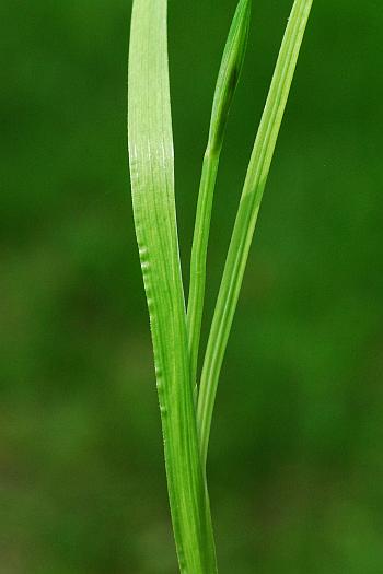 Sisyrinchium_angustifolium_stem.jpg